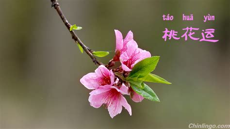 桃花運 英文|桃花运 meaning